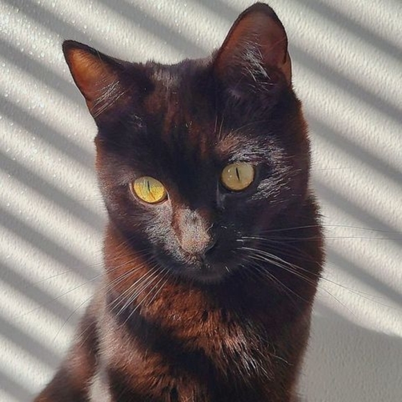 Meet your Posher, Eli - Picture 1 of 1